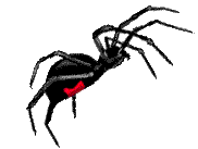 Spider Logo